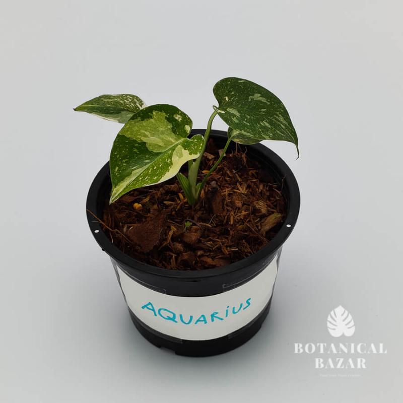 Aquarius Cute Monstera Thai Constellation, 4 Leaves