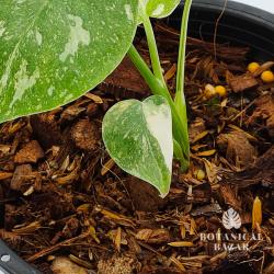 Aquarius Cute Monstera Thai Constellation, 4 Leaves