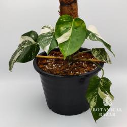 Meet Aurika Variegated Monstera Borsigiana Albo, 5 Leaves, 10”pot