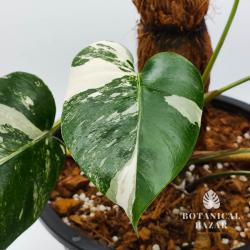 Meet Aurika Variegated Monstera Borsigiana Albo, 5 Leaves, 10”pot