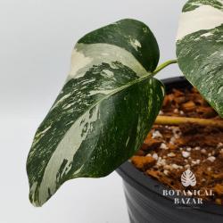 Meet Aurika Variegated Monstera Borsigiana Albo, 5 Leaves, 10”pot