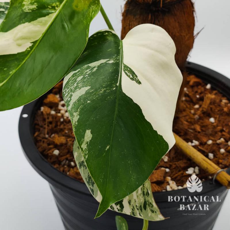 Meet Aurika Variegated Monstera Borsigiana Albo, 5 Leaves, 10”pot