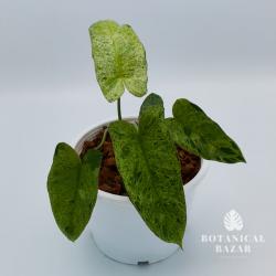 Meet Uriel, Philodendron Paraiso Verde, 6 Leaves
