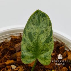 Meet Uriel, Philodendron Paraiso Verde, 6 Leaves