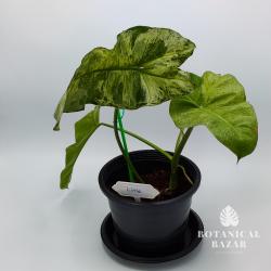 Variegated Philodendron Paraiso Verde