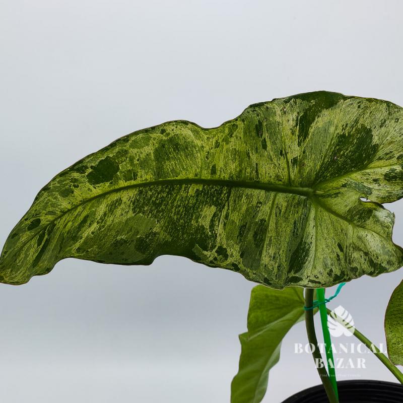 Variegated Philodendron Paraiso Verde