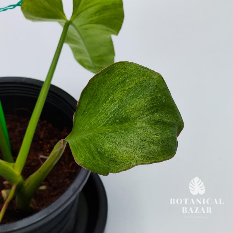 Variegated Philodendron Paraiso Verde