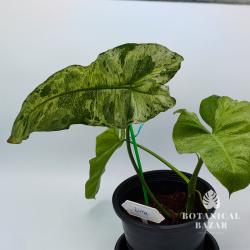 Variegated Philodendron Paraiso Verde