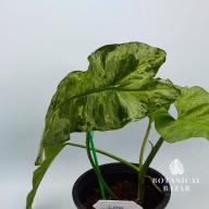 Variegated Philodendron Paraiso Verde