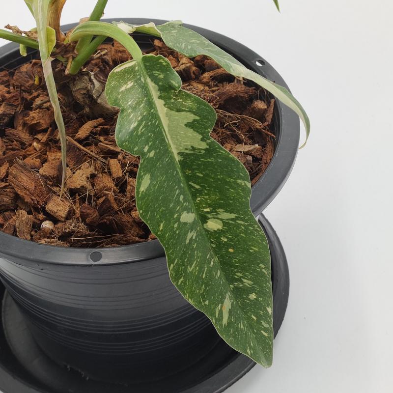 Variegated Ring of Fire Philodendron