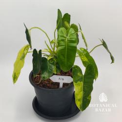 Variegated Philodendron Burle Marx