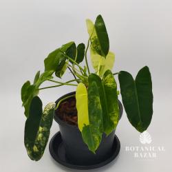 Variegated Philodendron Burle Marx