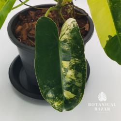 Variegated Philodendron Burle Marx