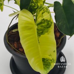 Variegated Philodendron Burle Marx