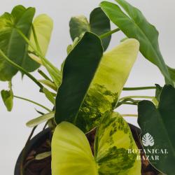 Variegated Philodendron Burle Marx