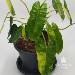 Variegated Philodendron Burle Marx