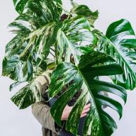 Monstera