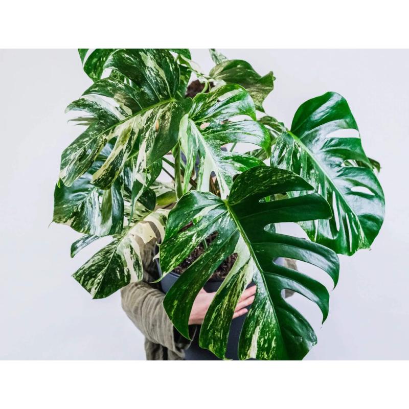 Monstera